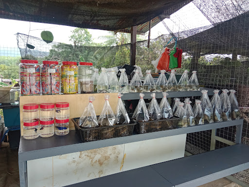 Gerai Ikan Kimanis( NN Enterprise ) by Maggie@Mary