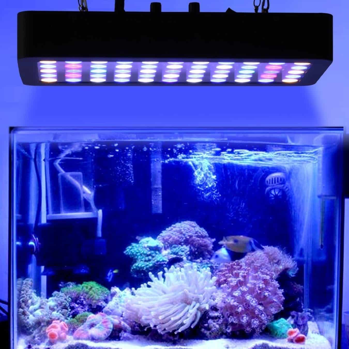 cahaya aquarium