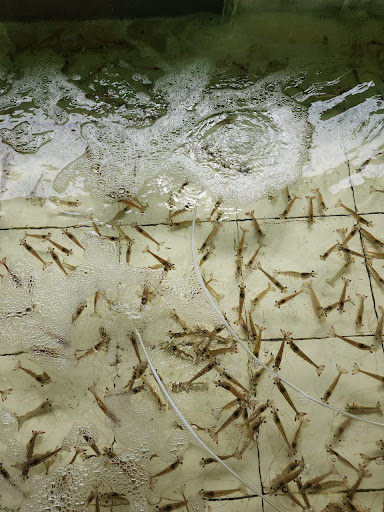 Umpan Pancing Sungai Pinang Georgetown (Udang Hidup)