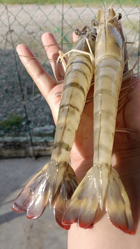 Kolam Pancing The Cabin