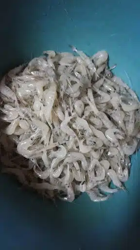 Umpan Memancing Udang Bukit Kuang