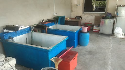 kedai umpan udang hidup