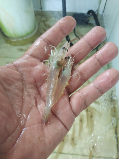 JAT UDANG PANCING