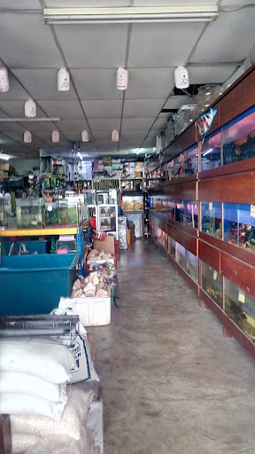 Kim Chuam Akuarium Kedai Ikan Perhiasan