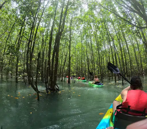 Xtreme Langkawi Mangrove Kayaking