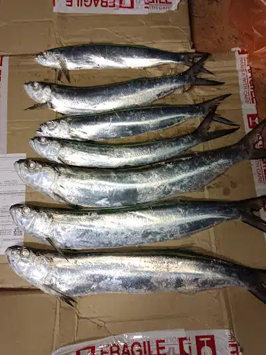 Jual umpan udang hidup(udang langgai)#udangmadu