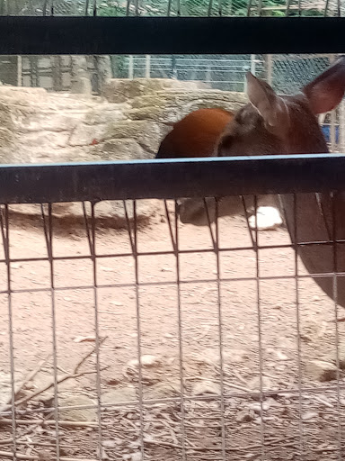 King Kong Aquarium Importers & Exporters