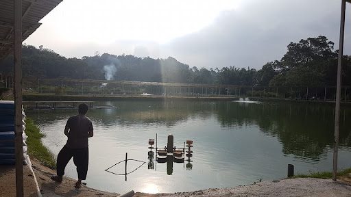 Kolam Memancing Ikan Mambau