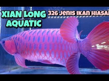kim chuam akuarium kedai ikan perhiasan