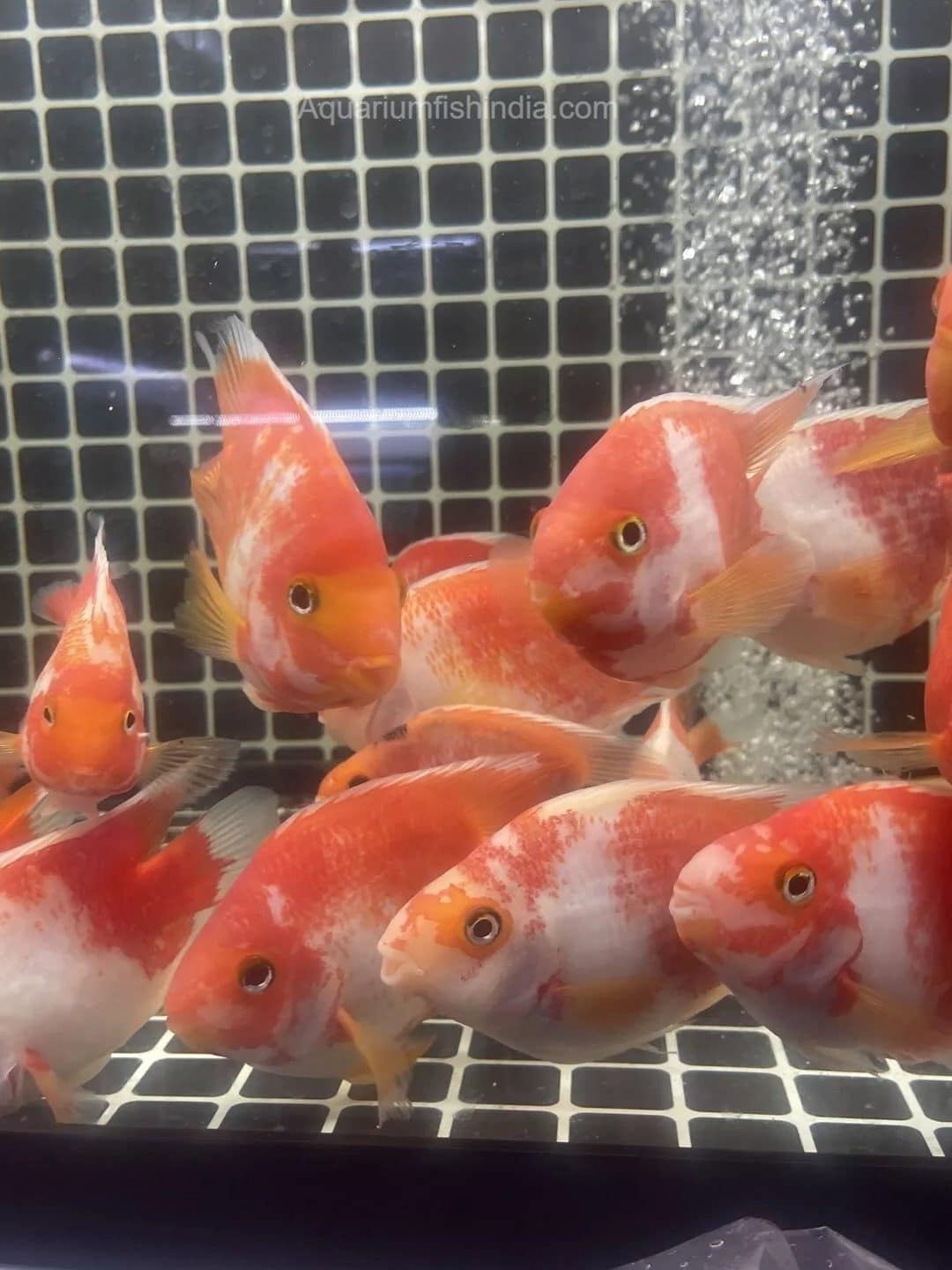 king kong aquarium importers