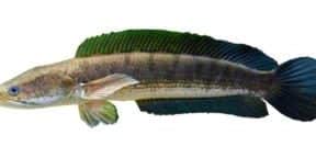 kolam memancing tang weng hong