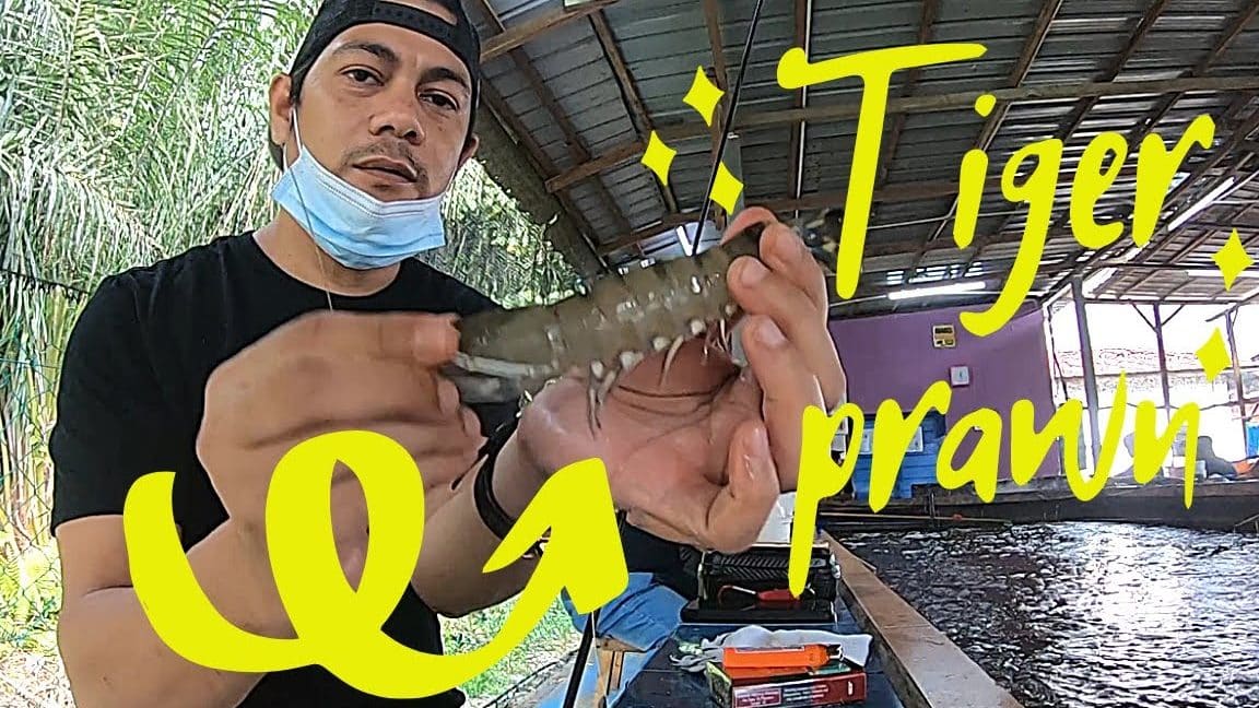 kolam memancing udang harimau ampangan
