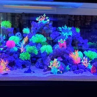 rainbow aquarium