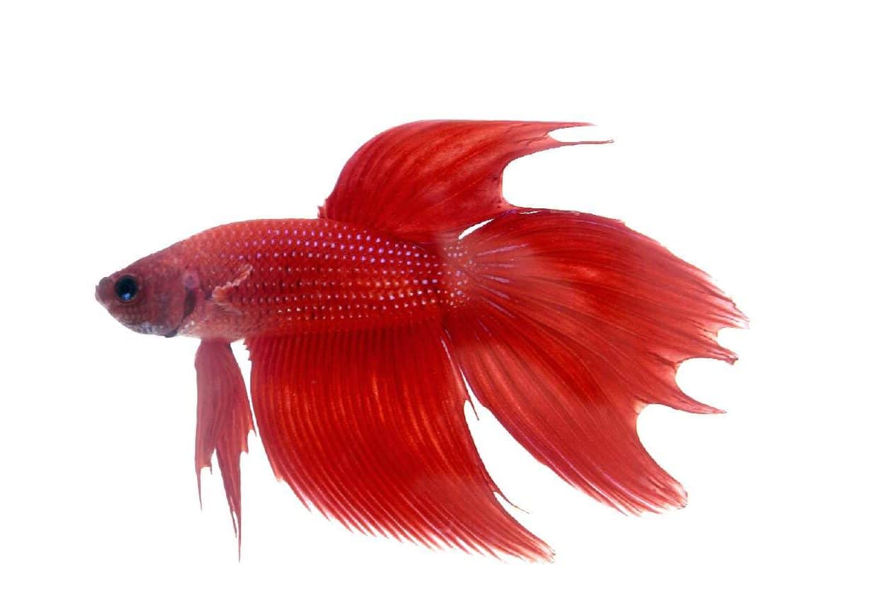 redbetta
