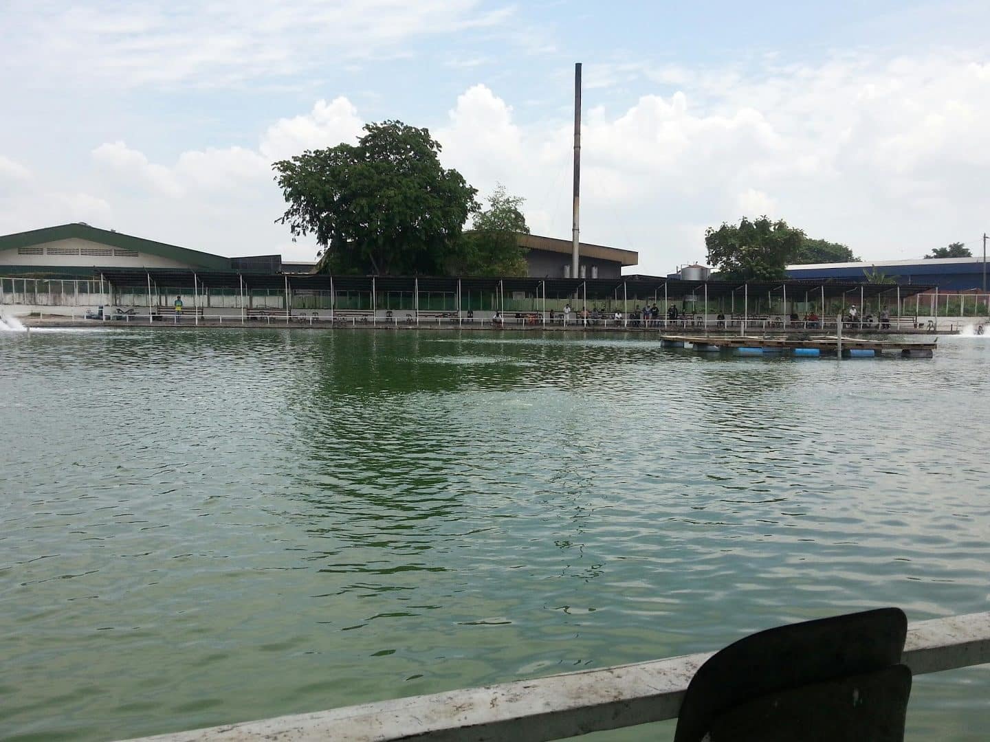sea lion kelang