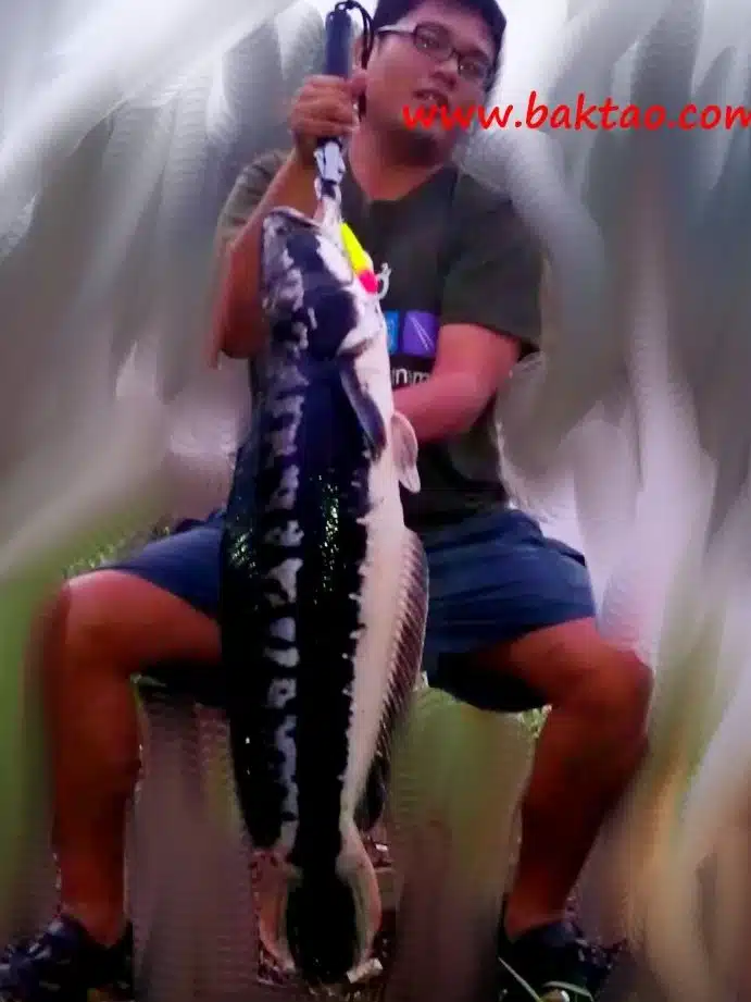 toman tackle