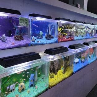 tropicana aquarium