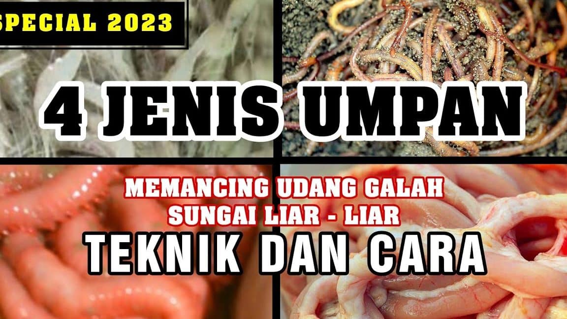 umpan udang galah pekan