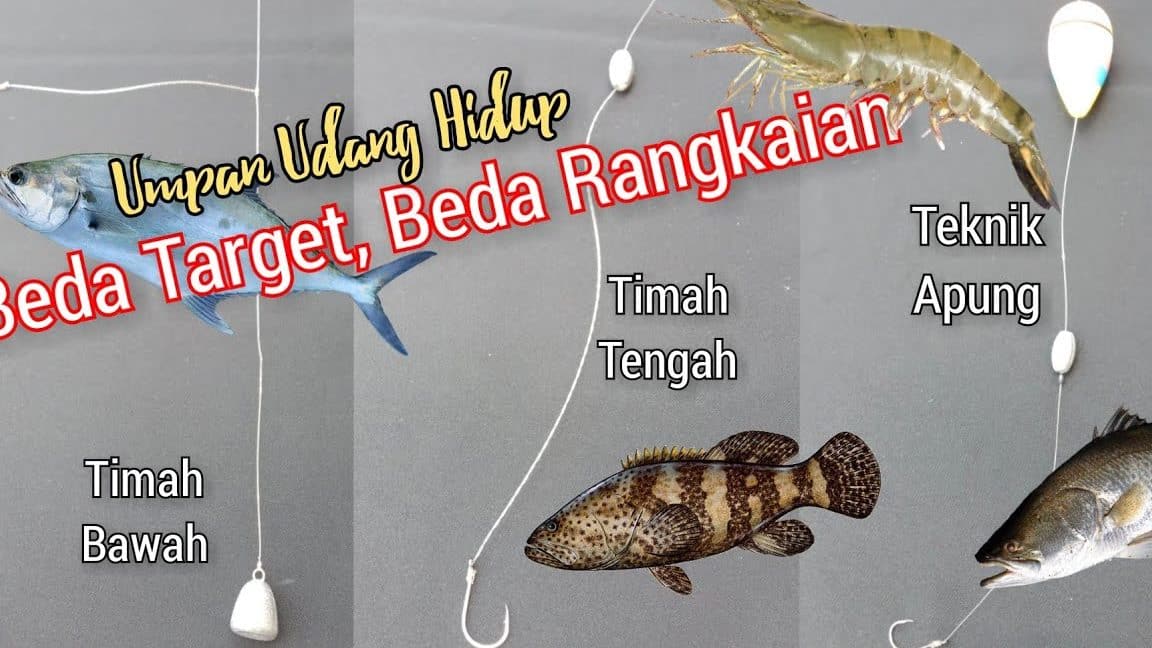 umpan udang hidup pok din